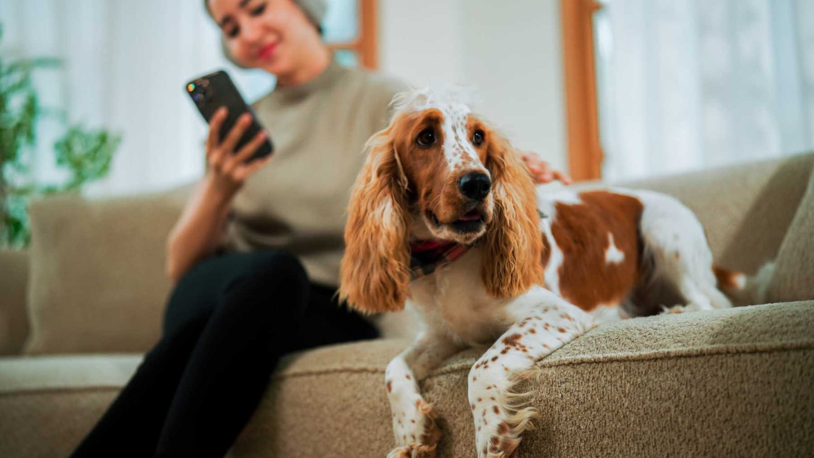 Living room styled for everyday, pet-friendly living